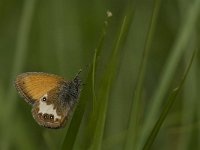 Coenonympha arcania 29, Tweekleurig hooibeestje, Saxifraga-Jan van der Straaten