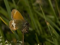 Coenonympha arcania 31, Tweekleurig hooibeestje, Saxifraga-Jan van der Straaten