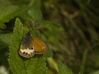 Coenonympha arcania 32, Tweekleurig hooibeestje, Saxifraga-Jan van der Straaten