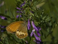 Coenonympha arcania 33, Tweekleurig hooibeestje, Saxifraga-Jan van der Straaten