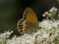 Coenonympha arcania 35, Tweekleurig hooibeestje, Saxifraga-Willem van Kruijsbergen