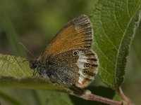 Coenonympha arcania 38, Tweekleurig hooibeestje, Saxifraga-Willem van Kruijsbergen