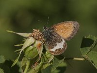 Coenonympha arcania 39, Tweekleurig hooibeestje, Saxifraga- Marijke Verhagen