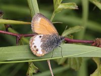 Coenonympha arcania 40, Tweekleurig hooibeestje, Saxifraga-Peter Meininger