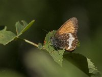 Coenonympha arcania 46, Tweekleurig hooibeestje, Saxifraga- Marijke Verhagen