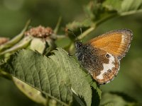 Coenonympha arcania 47, Tweekleurig hooibeestje, Saxifraga- Marijke Verhagen