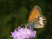 Coenonympha arcania 48, Tweekleurig hooibeestje, Saxifraga-Marijke Verhagen