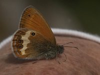 Coenonympha arcania 49, Tweekleurig hooibeestje, Saxifraga-Jan van der Straaten