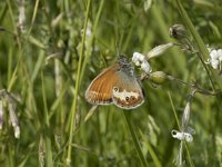 Coenonympha arcania 51, Tweekleurig hooibeestje, Saxifraga-Willem van Kruijsbergen