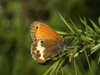 Coenonympha arcania 6, Tweekleurig hooibeestje, Saxifraga-Jan van der Straaten