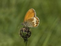 Coenonympha arcania 8, Tweekleurig hooibeestje, Saxifraga-Jan van der Straaten