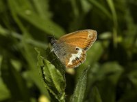 Coenonympha arcania 9, Tweekleurig hooibeestje, Saxifraga-Marijke Verhagen