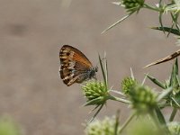 Coenonympha dorus 2, Bleek hooibeestje, Vlinderstichting-Albert Vliegenthart