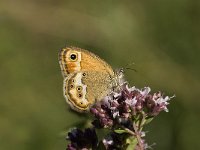 Coenonympha dorus 3, Bleek hooibeestje, Saxifraga-Marijke Verhagen