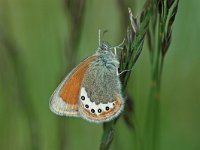 Coenonympha gardetta 2, Alpenhooibeestje, Vlinderstichting-Albert Vliegenthart