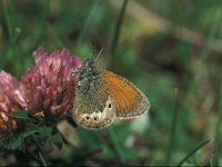 Coenonympha gardetta 4, Alpenhooibeestje, non-typical form, Vlinderstichting-Kars Veling