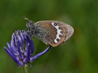 Coenonympha gardetta 7, Alpenhooibeestje, Saxifraga-Luuk Vermeer