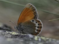 Coenonympha gardetta darwiniana 13, Darwin's hooibeestje, Saxifraga-Luuk Vermeer