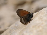 Coenonympha gardetta darwiniana 14, Darwin's hooibeestje, Saxifraga-Luuk Vermeer