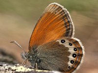 Coenonympha gardetta darwiniana 16, Darwins Hooibeestje, Saxifraga-Luuk Vermeer