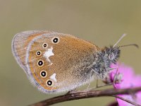 Coenonympha glycerion 10, Roodstreephooibeestje, Saxifraga-Mark Zekhuis