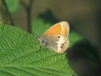 Coenonympha glycerion 5, Roodstreephooibeestje, Saxifraga-Robert Ketelaar