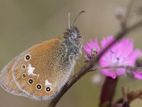 Coenonympha glycerion 8, Roodstreephooibeestje, Saxifraga-Mark Zekhuis