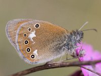 Coenonympha glycerion 9, Roodstreephooibeestje, Saxifraga-Mark Zekhuis