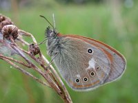 Coenonympha glycerion, ssp glycerion 11, Roodstreephooibeetje, Saxifraga-Mark Zekhuis