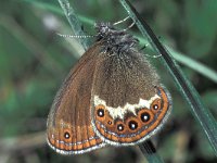 Coenonympha hero 3, Zilverstreephooibeestje, female, Saxifraga-Frits Bink