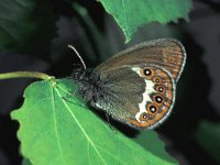 Coenonympha hero 4, Zilverstreephooibeestje, male, drinking, Saxifraga-Frits Bink