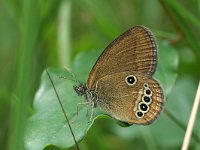 Coenonympha oedippus 10, Goudooghooibeestje, male, Saxifraga-Kars Veling