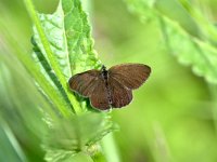 Coenonympha oedippus 14, Goudooghooibeestje, Saxifraga-Peter Gergely