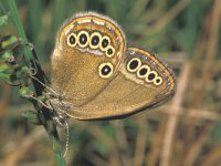 Coenonympha oedippus 3, Goudooghooibeestje, female, Saxifraga-Frits Bink