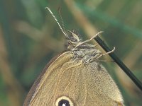 Coenonympha oedippus 4, Goudooghooibeestje, female, Saxifraga-Frits Bink