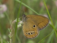 Coenonympha oedippus 6, Goudooghooibeestje, male, Vlinderstichting-Kars Veling