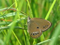 Coenonympha oedippus 8, Goudooghooibeestje, female, Saxifraga-Kars Veling