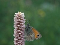 Coenonympha pamphilus 10, Hooibeestje, Vlinderstichting-Kars Veling