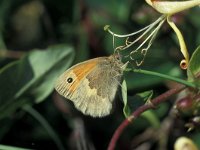 Coenonympha pamphilus 13, Hooibeestje, Vlinderstichting-Kars Veling