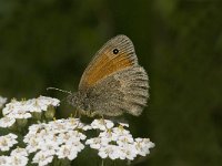 Coenonympha pamphilus 15, Hooibeestje, Saxifraga-Jan van der Straaten