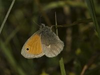 Coenonympha pamphilus 16, Hooibeestje, Saxifraga-Jan van der Straaten