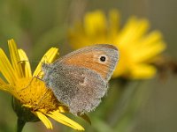 Coenonympha pamphilus 17, Hooibeestje, Saxifraga-Jan van der Straaten