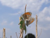 Coenonympha pamphilus 23, Hooibeestje, Saxifraga-Rudmer Zwerver