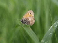 Coenonympha pamphilus 24, Hooibeestje, Saxifraga-Rudmer Zwerver