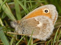 Hooibeestje #07459 : Coenonympha pamphilus, Small Heath, Hooibeestje