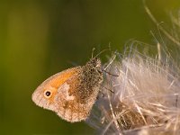 Coenonympha pamphilus 27, Hooibeestje, Saxifraga-Rik Kruit