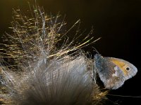 Coenonympha pamphilus 28, Hooibeestje, Saxifraga-Rik Kruit