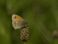 Coenonympha pamphilus 29, Hooibeestje, Saxifraga-Jan van der Straaten