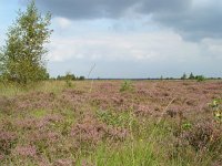 Coenonympha pamphilus 3, Hooibeestje, habitat, Vlinderstichting-Henk Bosma