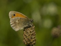 Coenonympha pamphilus 30, Hooibeestje, Saxifraga-Jan van der Straaten